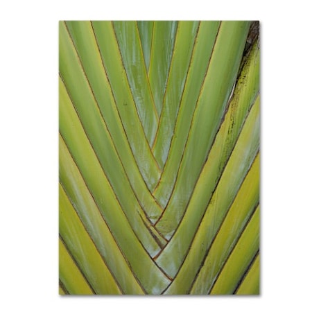 Patty Tuggle 'Palm 4' Canvas Art,14x19